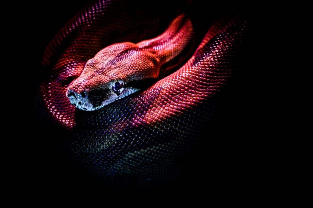  Qué significa soñar con una serpiente desde el punto de vista espiritual