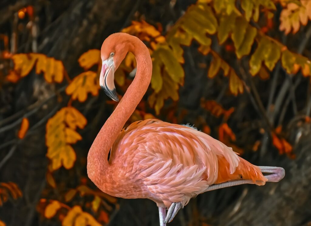  Flamingó archetípus: az egyensúly és a kapcsolatok megismerése