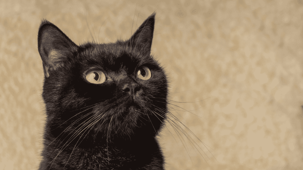  گربه سیاه: معنای عرفانی آن چیست