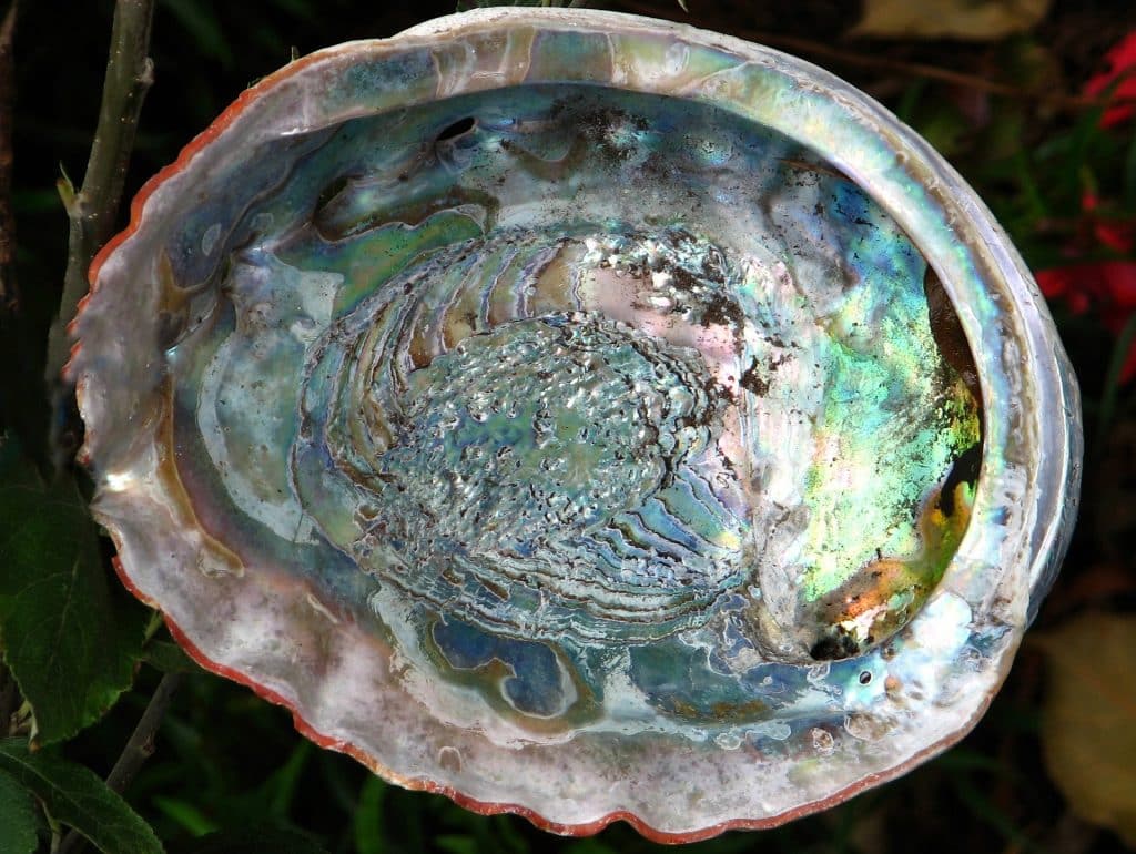  Abalone: ​​cangkang yang menghubungkan kita dengan tenaga mistik laut