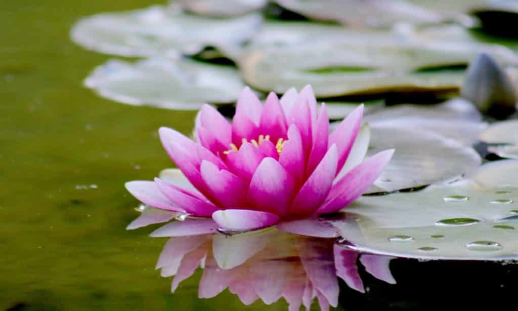  Flor de loto: la planta sagrada y sus significados