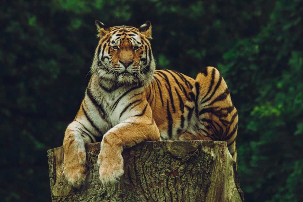  Soñar con un tigre