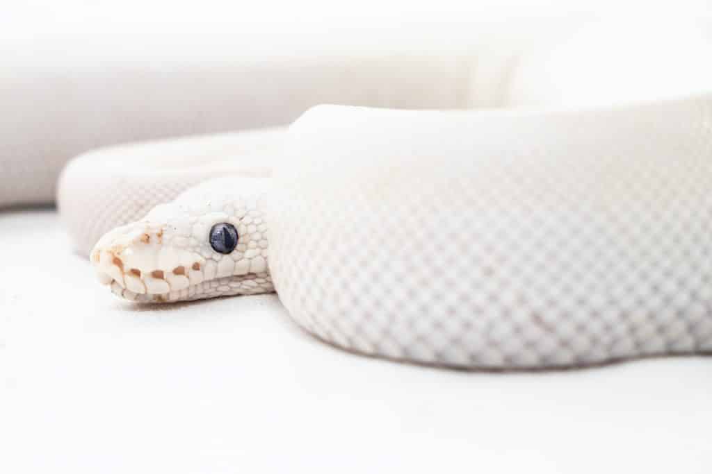  Soñar con una serpiente blanca