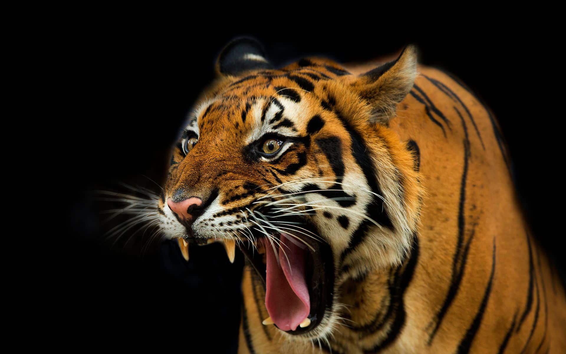  Soñar que un tigre ataca