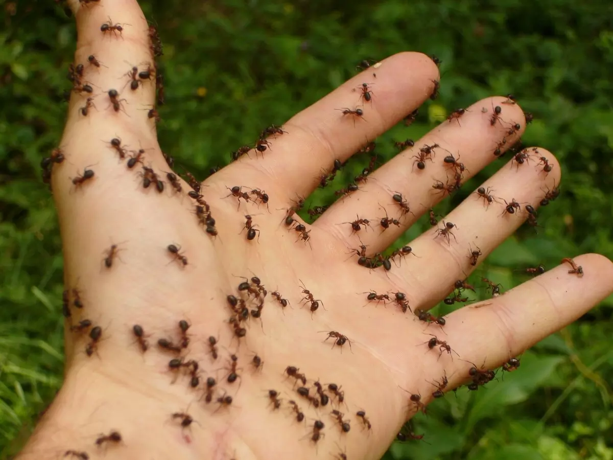  Soñar con hormigas